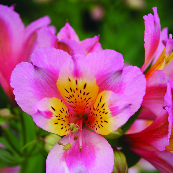 Alstroemeria Pink Lady