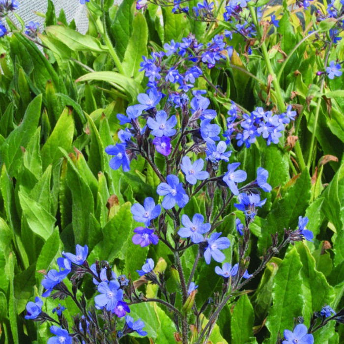 Anchusa Azurea Dropmore