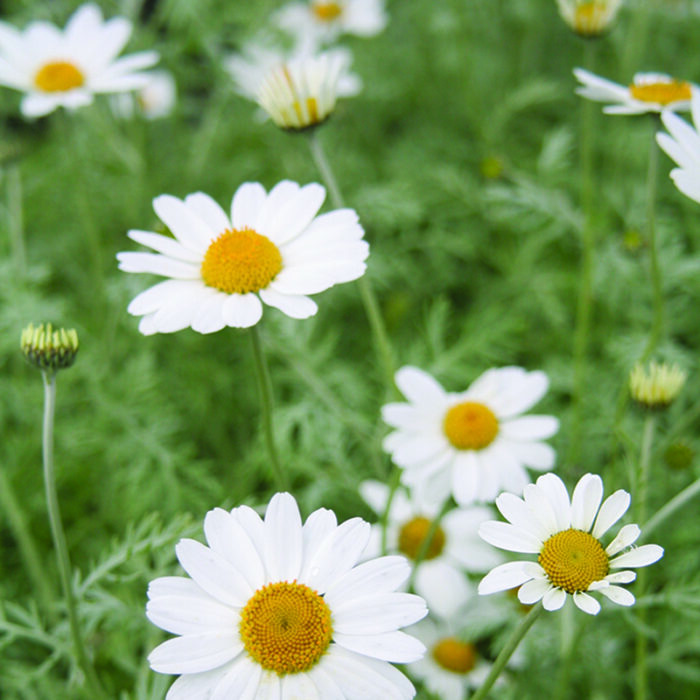 Anthemis punct. cupaniana