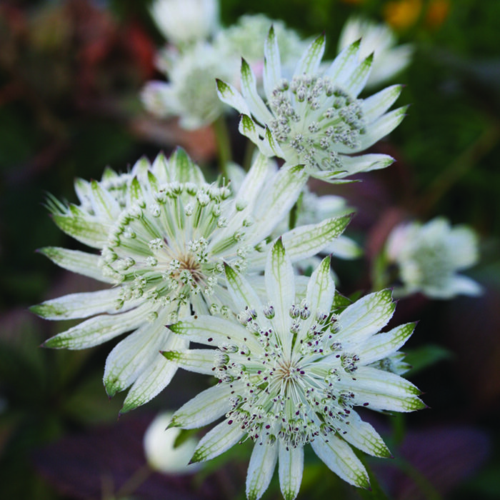 Astrantia major Shaggy