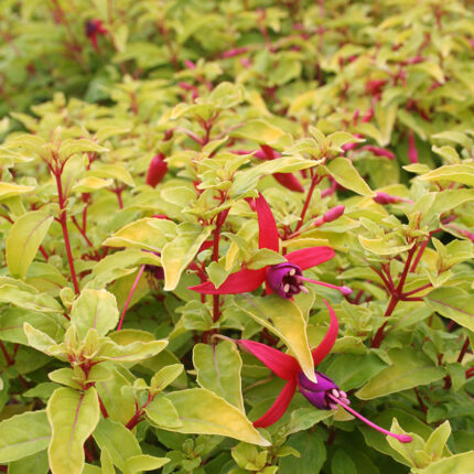 Fuchsia Genii