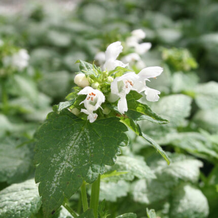 Lamium mac White Nancy