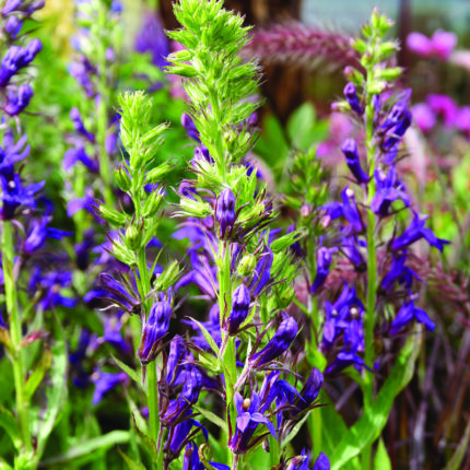 Lobelia Fan Blue