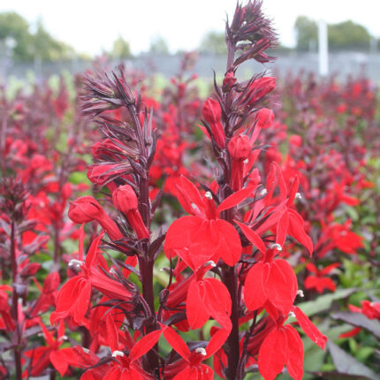 Lobelia Starship Scarlet