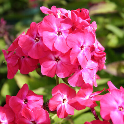 Phlox Famous Cerise