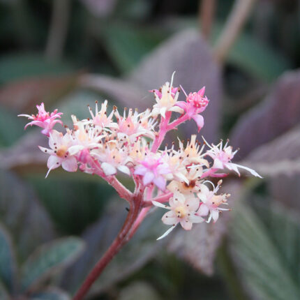 Rodgersia Bloody Mary