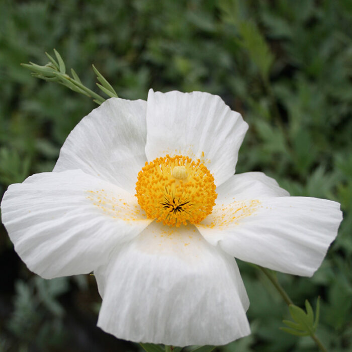 Romneya coulteri