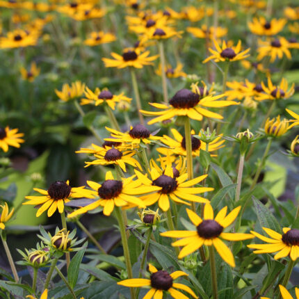 Rudbeckia Little Gold Star