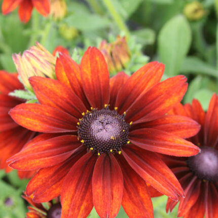 Rudbeckia Summerina Orange