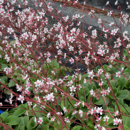 Saxifraga x urbium