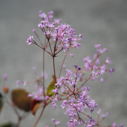 Thalictrum Evening Star