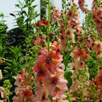 Verbascum Jackie